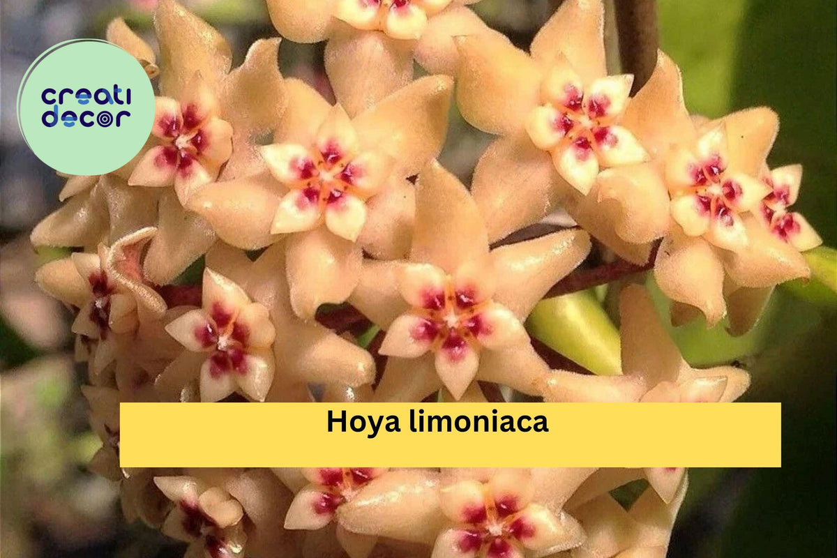 Hoya limoniaca Live Plant – Rare Rooted Cutting in 3.5” Pot, Tropical Houseplant, Vining Green Foliage, Indoor Collector Plant