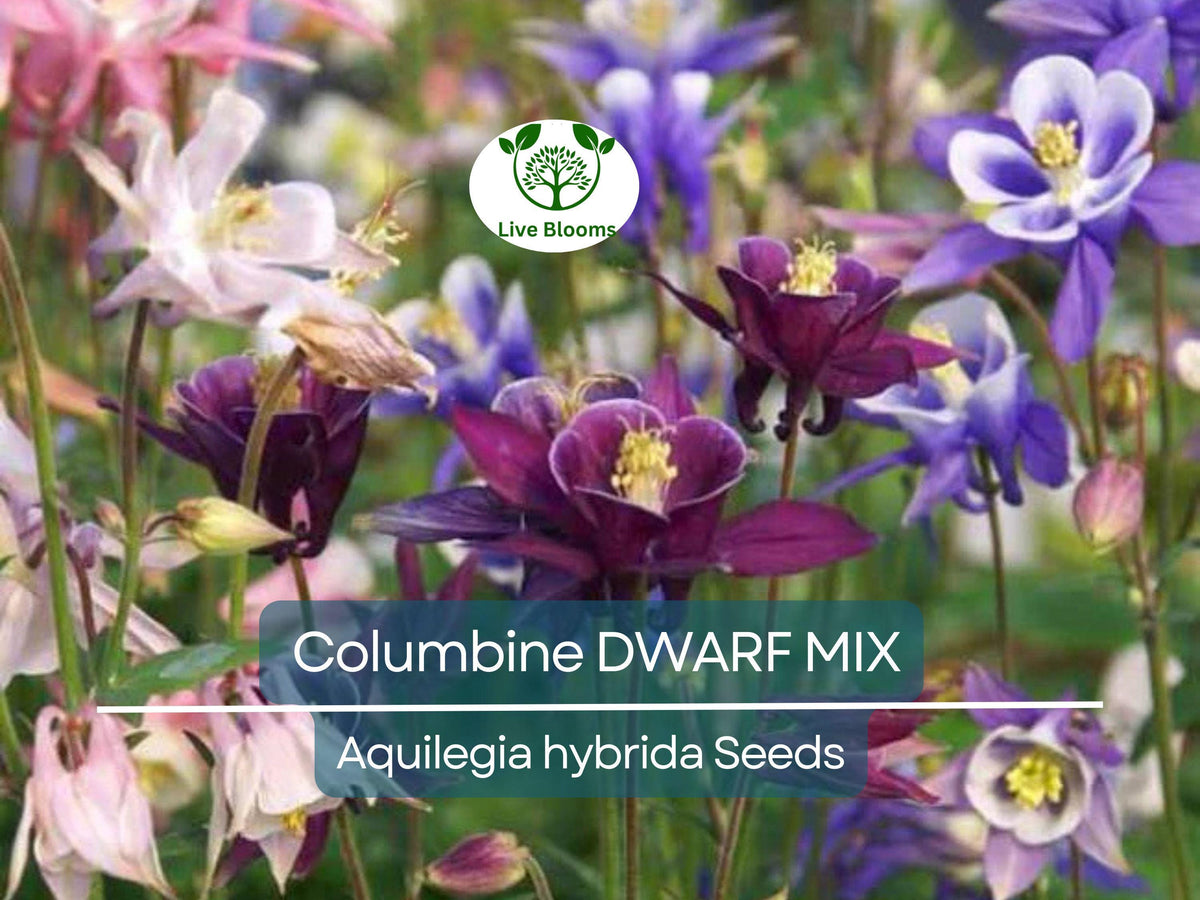 500 Seeds Columbine Dwarf Mix Perennial Flowers - Aquilegia Non-GMO, Fall Planting, Easy to Grow, Colorful Garden Blooms