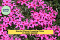 Scarlet Flame Creeping Phlox Seeds – Perennial Groundcover with Scarlet-Pink Blooms – Phlox subulata for Borders, Slopes & Rock Gardens – 100+ Seeds