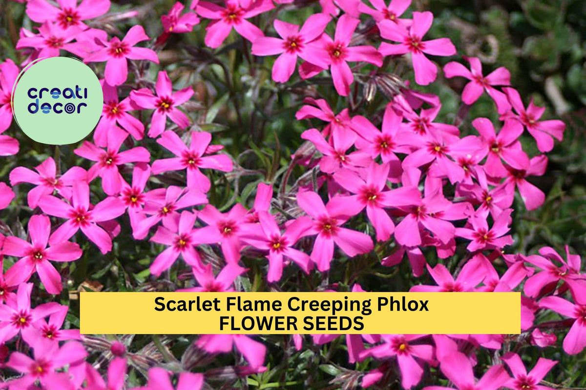 Scarlet Flame Creeping Phlox Seeds – Perennial Groundcover with Scarlet-Pink Blooms – Phlox subulata for Borders, Slopes & Rock Gardens – 100+ Seeds