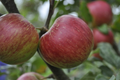 JonaGold Apple Tree 2-3ft Bare Root | Cold Hardy Fruit Tree with Sweet-Tart Apples | Zones 4-8