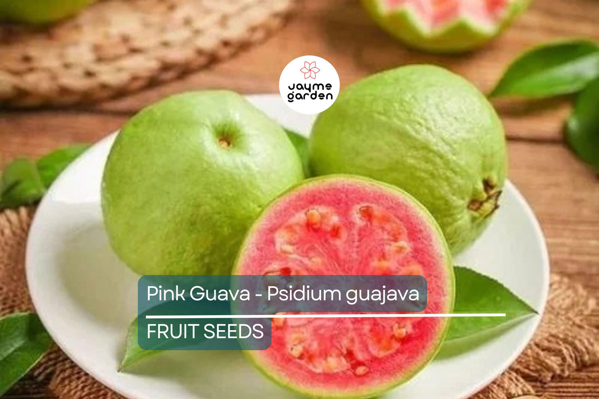 Pink Guava Seeds – Psidium guajava, Tropical Fruit Tree, Non-GMO, Fast-Growing, Edible Landscaping