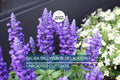 Salvia Sallyfun Blue Lagoon Live Plants – Pollinator-Friendly Perennial for Gardens & Containers