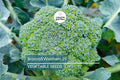 Waltham 29 Broccoli Seeds – Non-GMO Heirloom, Cold-Hardy, Compact, Dark Green, Brassica oleracea var. italica, Vegetable Seeds