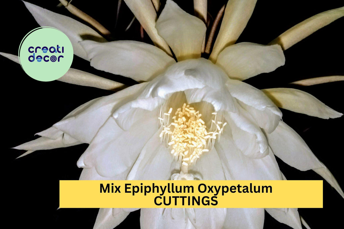 Night Blooming Cactus Cuttings | Epiphyllum Oxypetalum & Hookeri | Fragrant White Flowers | Rare Orchid Cactus Starters