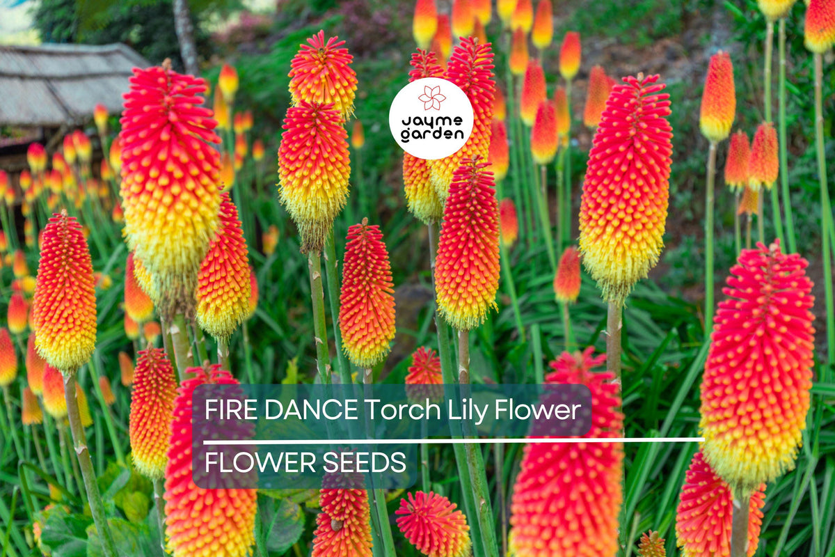 20 Rare Dwarf Fire Dance Torch Lily Seeds – Kniphofia hirsuta, Compact Perennial, Red & Yellow Blooms, Drought & Cold Hardy, Butterfly & Hummingbird Attracting