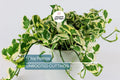N'Joy Pothos Unrooted Cuttings – Variegated Houseplant Propagation for Indoor & Outdoor Growth