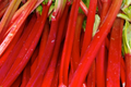 Victoria Rhubarb Crowns - Bare Root Starter Plant for Pies & Jams, Rheum rhabarbarum, Easy to Grow