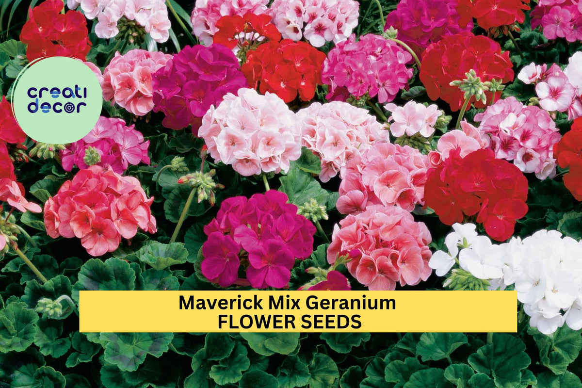 Maverick Mix Geranium Seeds – Pelargonium × hortorum – Vibrant Red, Pink, White, Salmon – Garden Bed & Container Planting