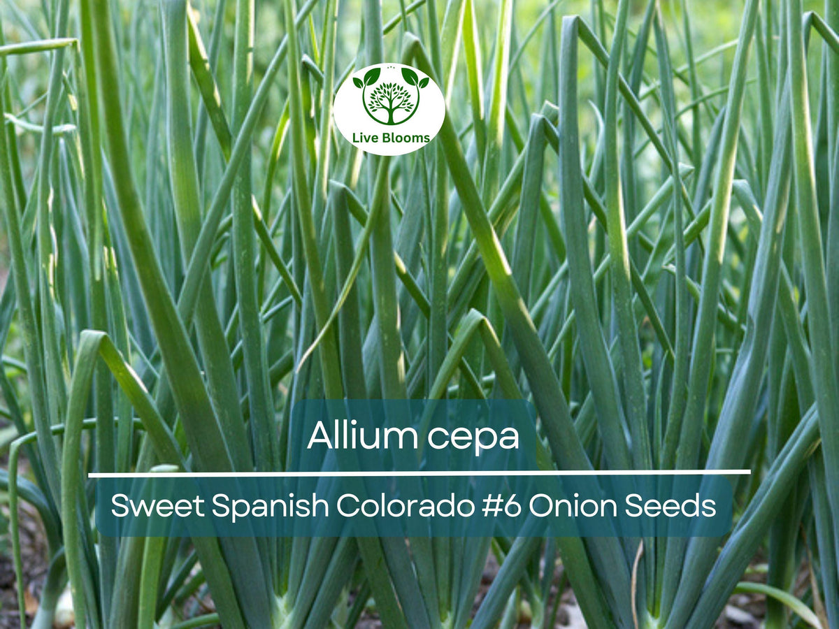 250 mg Sweet Spanish Onion Seeds Allium cepa Colorado #6 Heirloom Vegetable for Gardening & Cooking