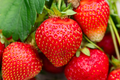 Jewel Strawberry Plants - Bare Root, Sweet Fruit, Fragaria × ananassa, Home Garden, Container Friendly
