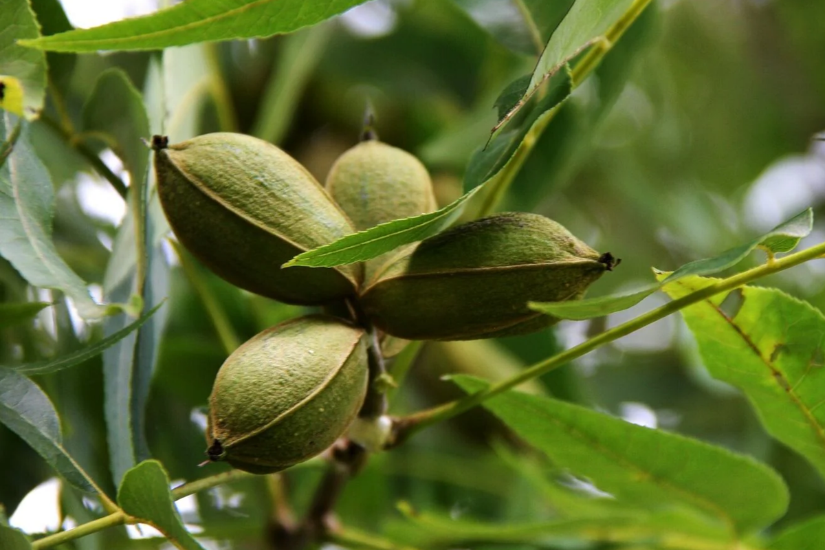 5 Pecan Trees Bareroot – Carya illinoensis Nut-Producing Trees, 6-12 Inches Tall, Ornamental and Nut Bearing