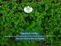 40 Yaupon Holly Seeds Ilex vomitoria - Evergreen Hedge, Edible Tea Plant, Native Bush for Garden, Wildlife-Friendly, USDA Zones 7-9