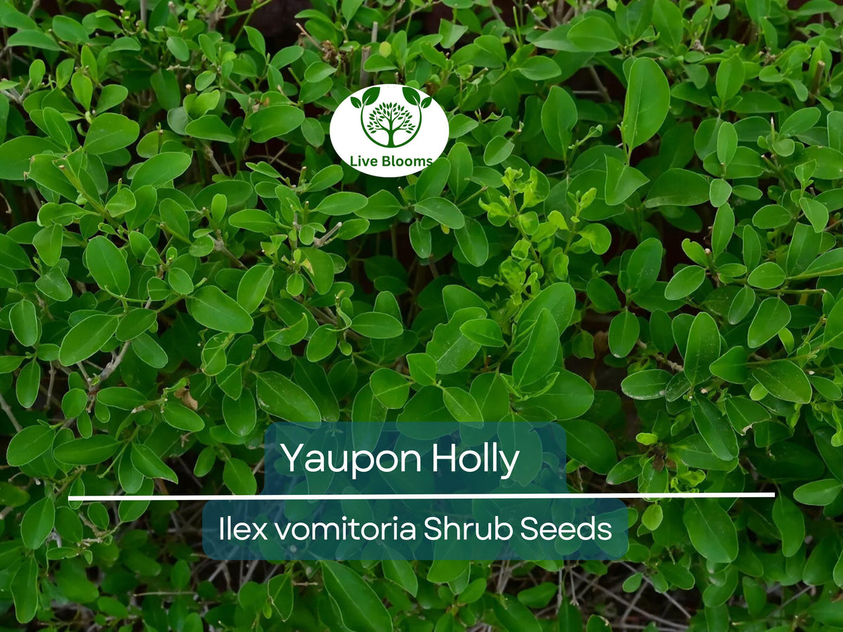 40 Yaupon Holly Seeds Ilex vomitoria - Evergreen Hedge, Edible Tea Plant, Native Bush for Garden, Wildlife-Friendly, USDA Zones 7-9