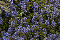3 Live Ajuga Chocolate Chip Bugleweed Plants Bare Root Perennial Ground Cover Shade Plant