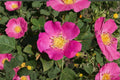 25 Rosa woodsii Seeds – Common Wild Rose Native Shrub for Gardens & Wildlife | Prairie & Mountain Rose Planting Kit