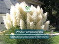 White Pampas Grass Bare Root Plant – Ornamental Cortaderia Selloana for Privacy, Landscape, Dried Decor