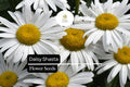 200 Seeds Daisy Shasta, Leucanthemum × superbum, White Flowers, Perennial, Drought-Tolerant, Pollinator-Friendly Garden Plant