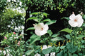 Hairy-Fruited Hibiscus Seeds | Native Wildflower Hibiscus lasiocarpos | Pollinator Attracting Perennial Plant