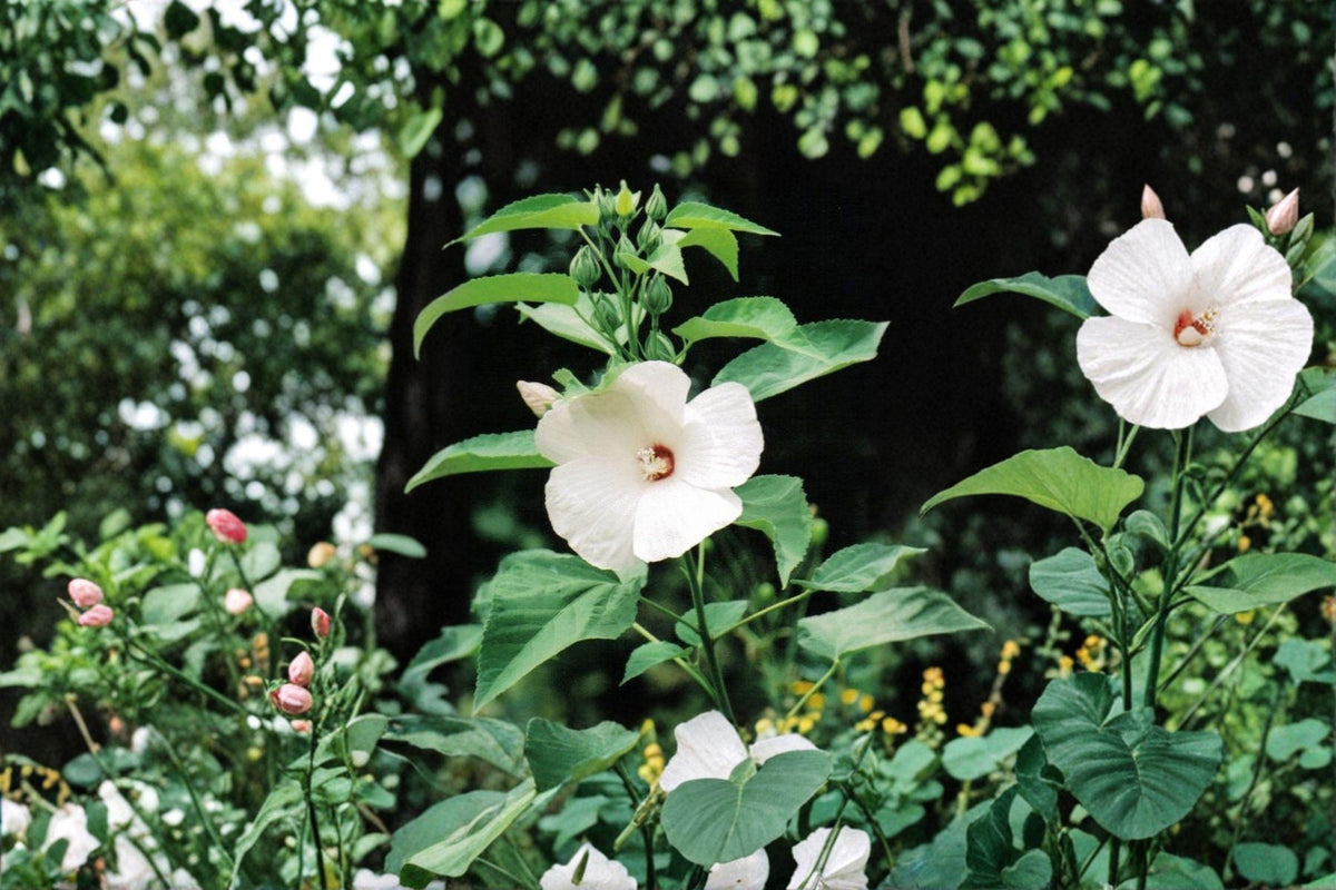 Hairy-Fruited Hibiscus Seeds | Native Wildflower Hibiscus lasiocarpos | Pollinator Attracting Perennial Plant