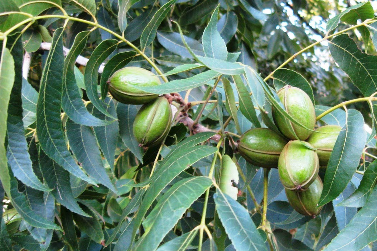 Hardy Pecan Tree Seedlings – Bare Root Nut Trees for Planting – Carya illinoinensis, Edible Shade Trees, USDA Zones 6-9
