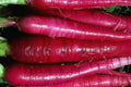 Long Red Radish Seeds – Non-GMO Heirloom Vegetable Seeds for Garden, Raphanus sativus, 300+ Premium Radish Seeds