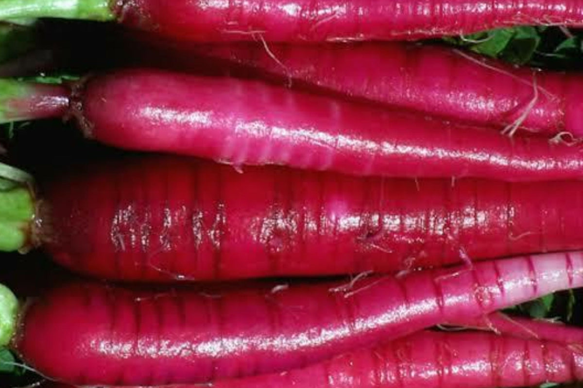 Long Red Radish Seeds – Non-GMO Heirloom Vegetable Seeds for Garden, Raphanus sativus, 300+ Premium Radish Seeds