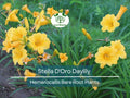 Set of 3 Stella D'Oro Daylily Bare Root Plants – Hemerocallis ‘Stella de Oro’ – Compact Perennial with Yellow Blooms