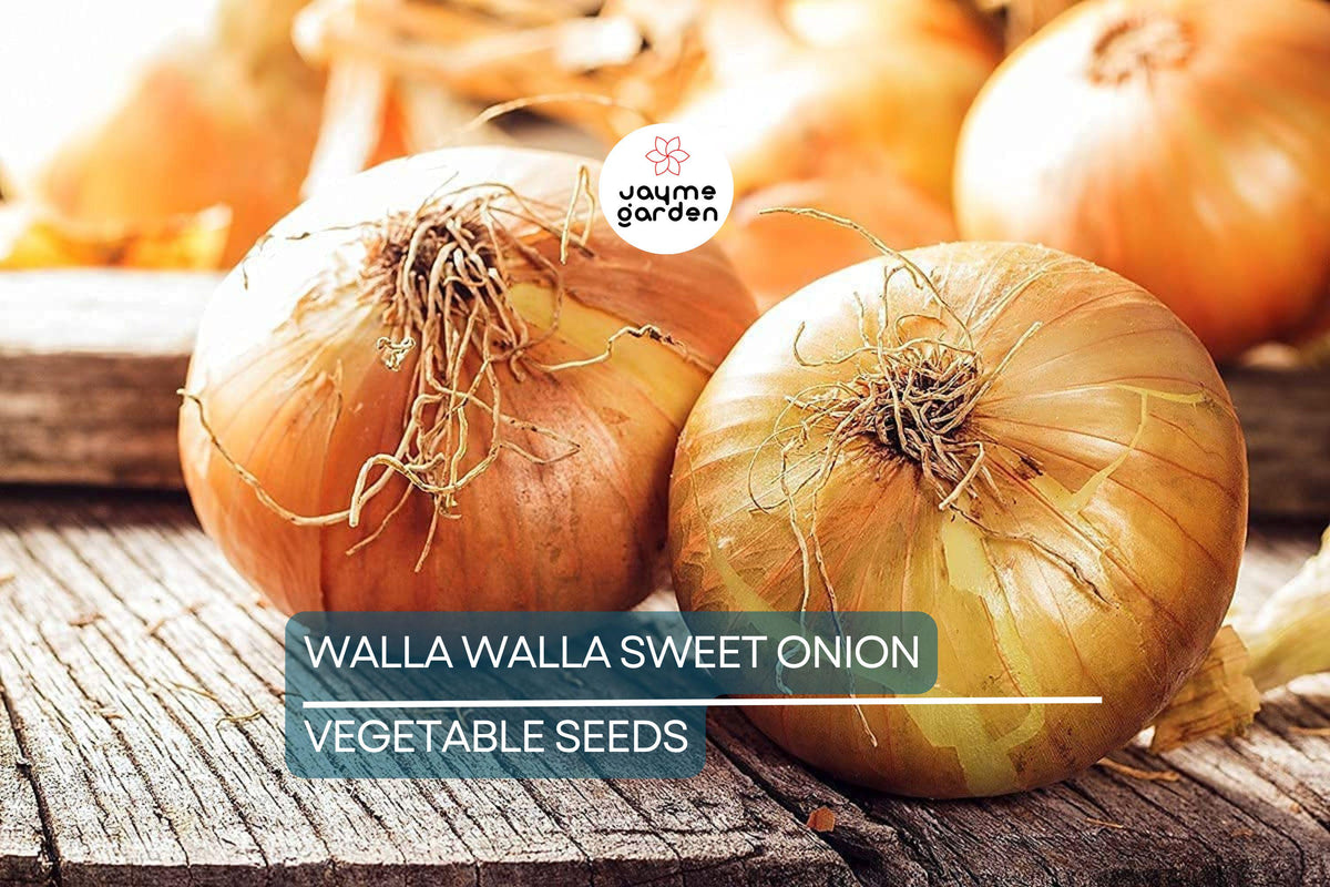 1000 Walla Walla Sweet Onion Seeds – Heirloom Non-GMO Vegetable Seeds for Gardening, Culinary, Fresh Eating