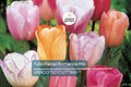 Tulip Pastel Romance Mix Bulbs – Pink, Purple, White, Salmon Yellow Spring Flowers for Gardens, Containers, Cut Flowers, USDA Zones 3-8