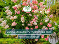 5 Fresh Unrooted Vanilla Strawberry Hydrangea Cuttings 4-7" Hydrangea paniculata Ornamental Garden Shrub