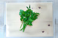 Chinese Celery Seeds, Aromatic Dark Green Kintsai, Heirloom Asian Vegetable, Apium graveolens var. secalinum, 1350 Pack