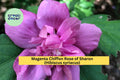 Magenta Chiffon Rose of Sharon Live Rooted Plant – Hibiscus syriacus Hardy Perennial Shrub with Double Magenta Blooms