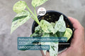 Pothos Epipremnum Pinnatum Albo Variegata Cutting – Variegated, Fenestrated Indoor Climbing Houseplant