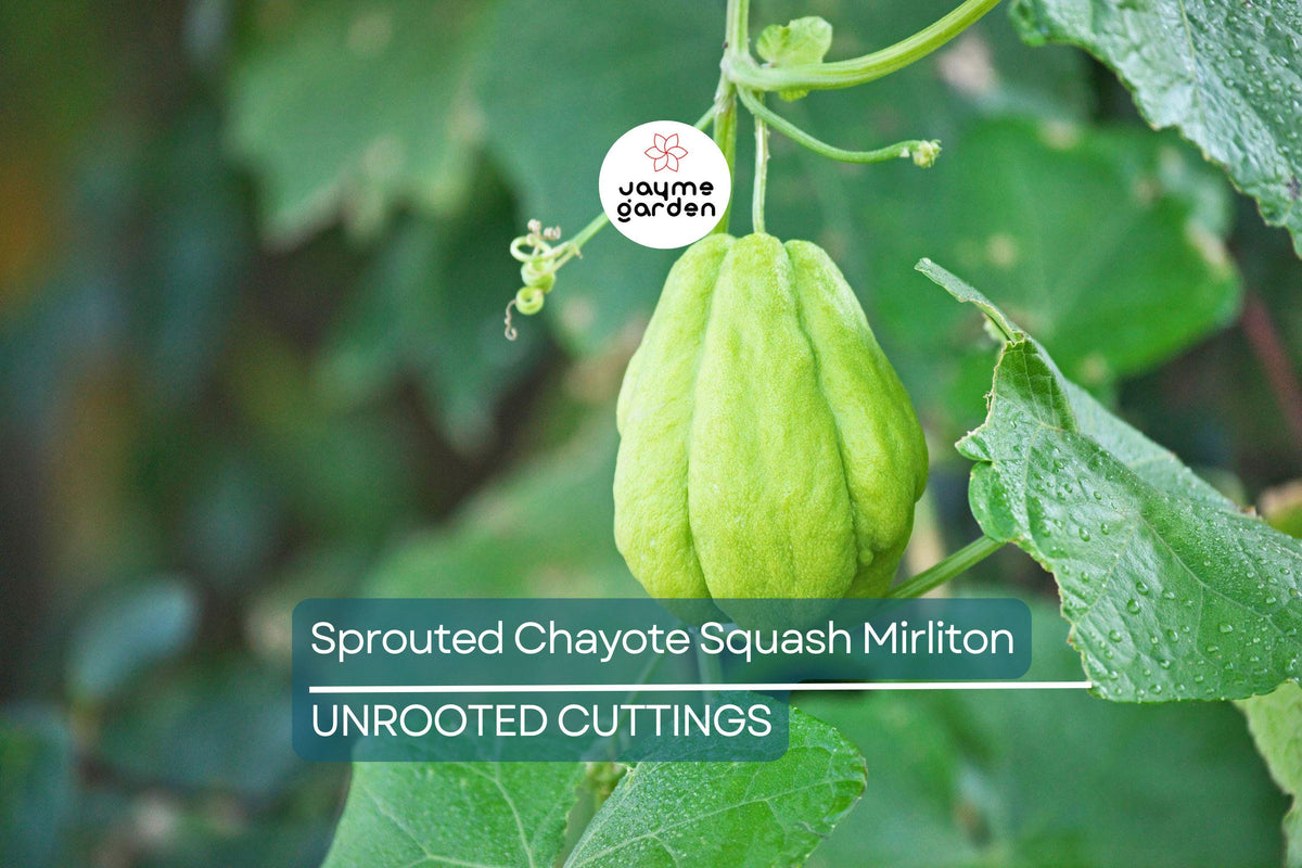 Sprouted Chayote Squash Plant – Live Mirliton Vine – Edible Vegetable – Sechium edule – Fast-Growing Climbing Plant