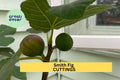 5 Smith Fig Cuttings + FREE Willow Water – Unrooted Hardwood for Propagation, Sweet Heirloom Variety for Home Orchards – USA