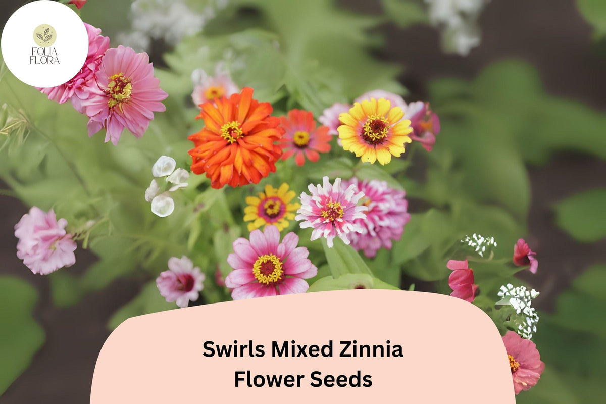 100+ Swirls Mix Zinnia Seeds – Colorful Heirloom Non-GMO Annual Flowers for Garden & Cut Arrangements