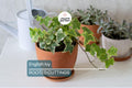 15 English Ivy Rooted Cuttings – Fast-Growing Privacy Vine, Climber, Ground Cover, Indoor & Outdoor Hedera helix