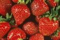 Quinault Everbearing Strawberry Plants - 25 Bare Root, Large & Sweet, Zones 4-9, Perennial Fruit, Home Garden, Organic Berries