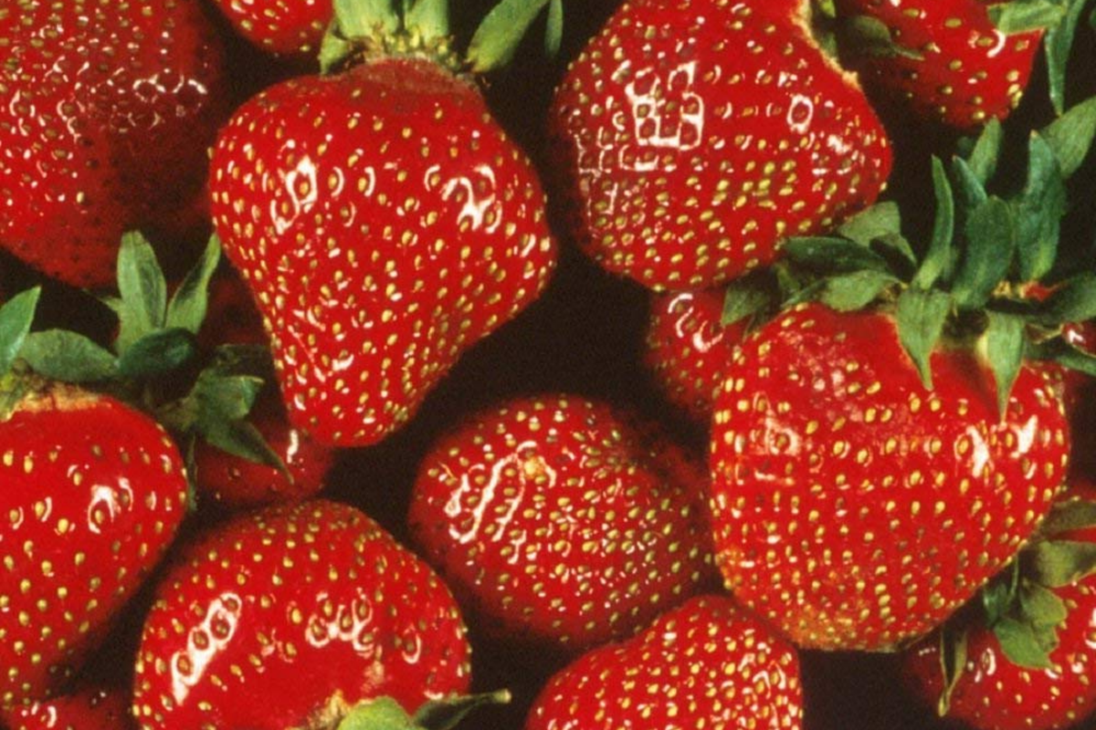Quinault Everbearing Strawberry Plants - 25 Bare Root, Large & Sweet, Zones 4-9, Perennial Fruit, Home Garden, Organic Berries