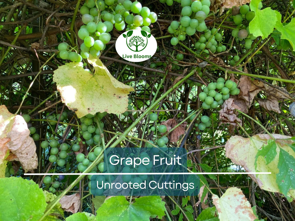 Cold Hardy Grape Vine Cuttings – 5 Unrooted Vitis spp. for Cold Climate, Perennial Fruit, Easy to Root, High Yield, Garden & Vineyard