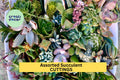 25 Assorted Succulent Cuttings – Mixed Variety Pack for Garden, Pots & Arrangements, Easy Rooting Starter Set – USA