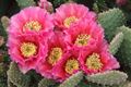 Opuntia Hybrid Watermelon Prickly Pear Cactus Rooted Cutting with Pink Blooms, Drought-Tolerant, Winter Hardy, Edible Fruit