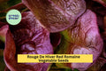 3pcs of Rouge De Hiver Red Romaine Lettuce Seeds – Heirloom Lactuca sativa for Cold-Weather Gardens & Salad Greens