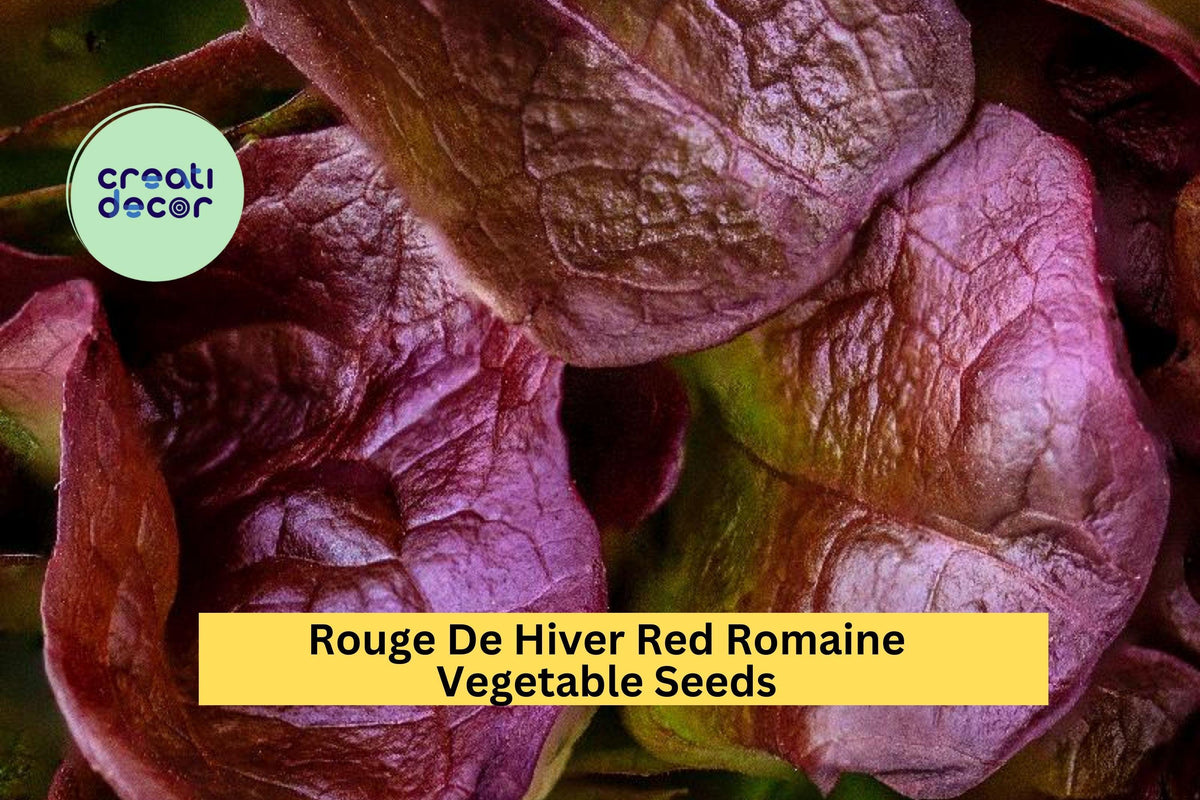 3pcs of Rouge De Hiver Red Romaine Lettuce Seeds – Heirloom Lactuca sativa for Cold-Weather Gardens & Salad Greens