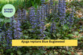 Ajuga reptans Blue Bugleweed Ground Cover Plants – 2 Live Perennials, Blue Flower Spikes, Shade-Loving, Hardy in Zones 3–10