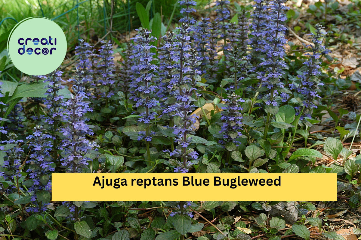 Ajuga reptans Blue Bugleweed Ground Cover Plants – 2 Live Perennials, Blue Flower Spikes, Shade-Loving, Hardy in Zones 3–10