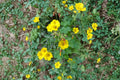 Oxalis valdiviensis Seeds – Chilean Yellow Clover, Groundcover, Bright Yellow Flowers, Pollinator-Friendly, 10 Seeds