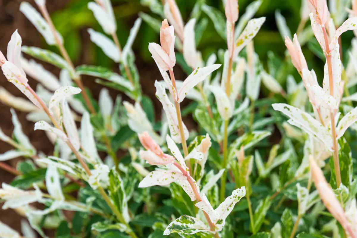 Dappled Willow Cutting Salix integra 'Hakuro Nishiki' Variegated Foliage Easy Care Shrub