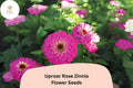 100+ Uproar Rose Zinnia Seeds – Large Pink Blooms for Garden, Borders & Cut Flowers – Zinnia elegans, Annual, Full Sun